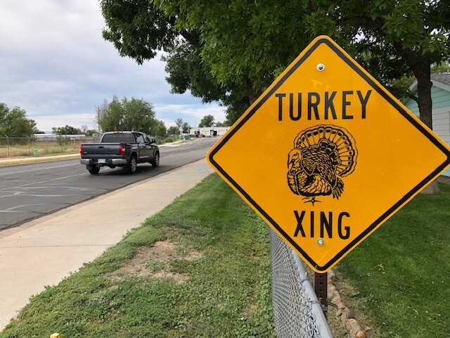Turkey Crossing 2.jpg