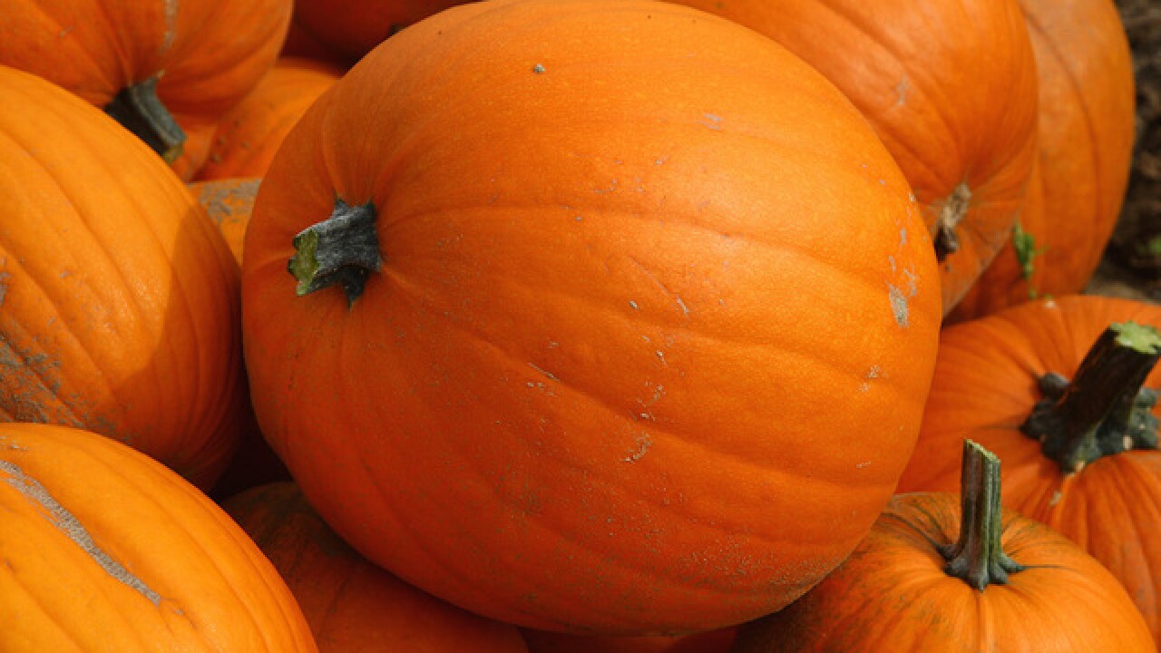 Thieves make three trips to steal 200 pumpkins from farm stand