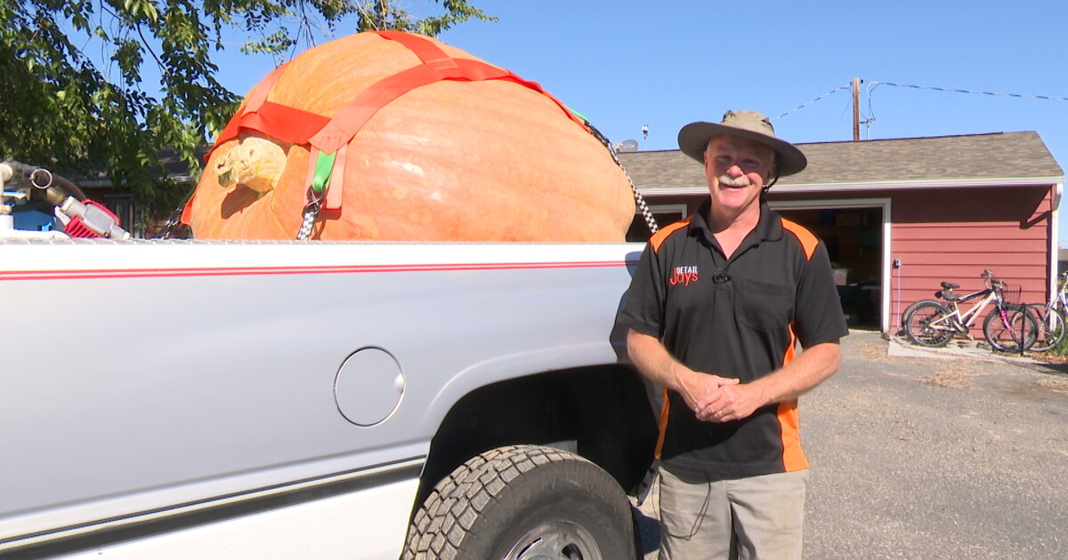 Extreme gardening: Wyoming man growing giant, winning pumpkins - Vimarsana News