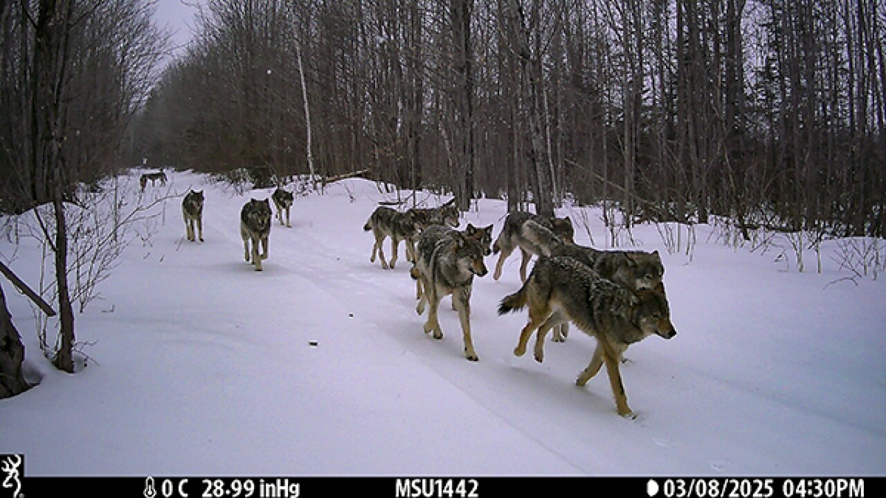 600wolf-4_original.jpg