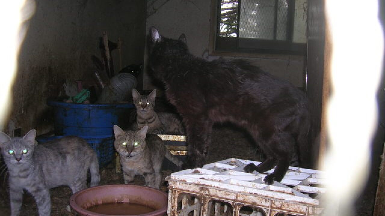 PHOTOS: 14 cats, 3 dogs pulled out of house