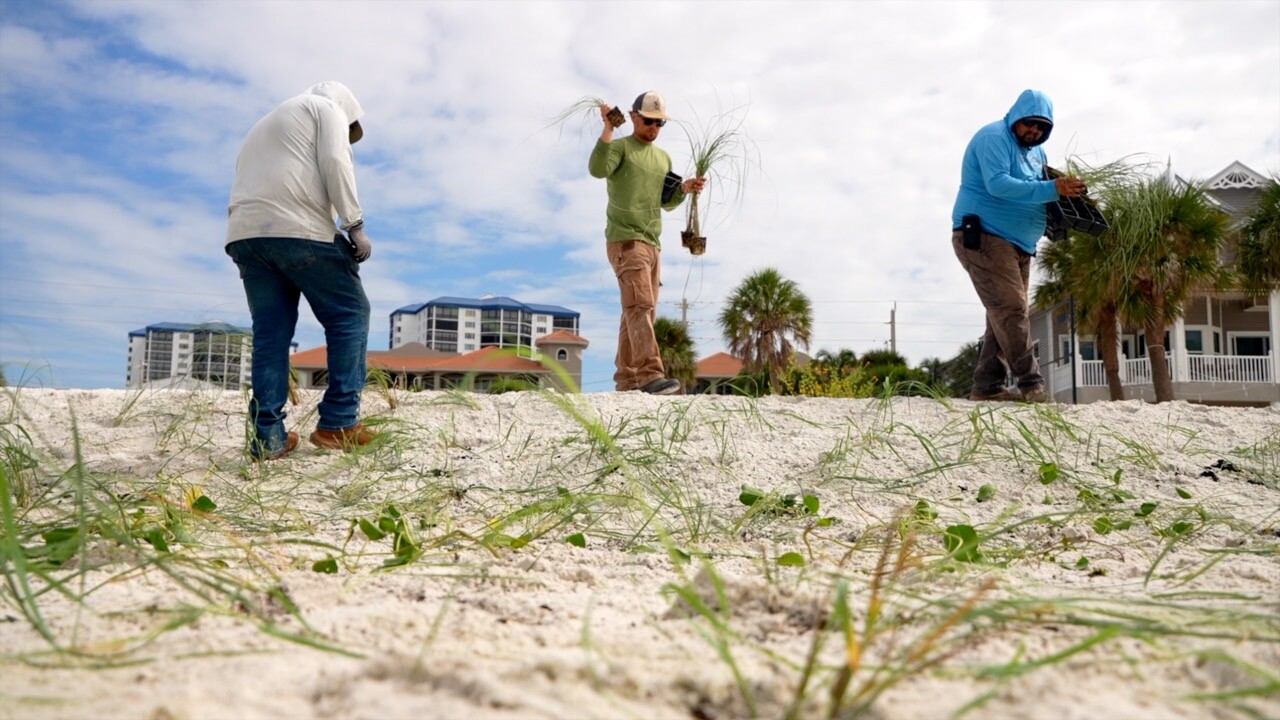 Crews planting dune grass