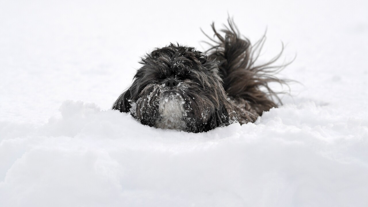 Keeping Your Furry Friends Safe In The Cold Keeping Your Furry Friends Safe In The Cold