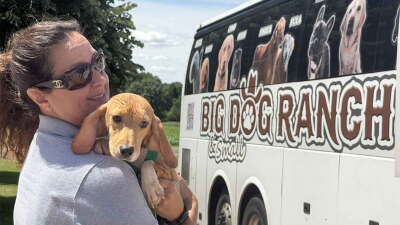 Beagles