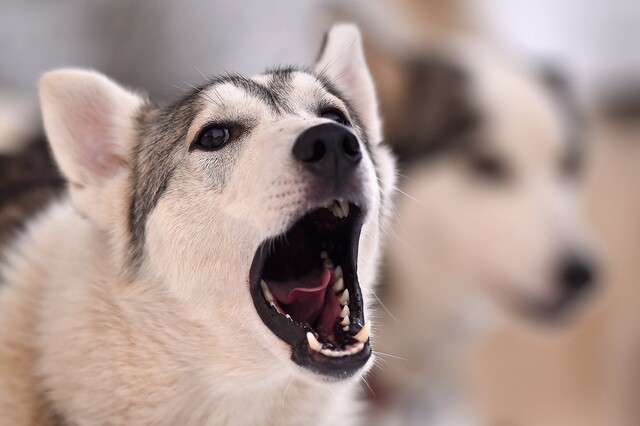 Top 8 Denver dog breeds and what they looked like as pups