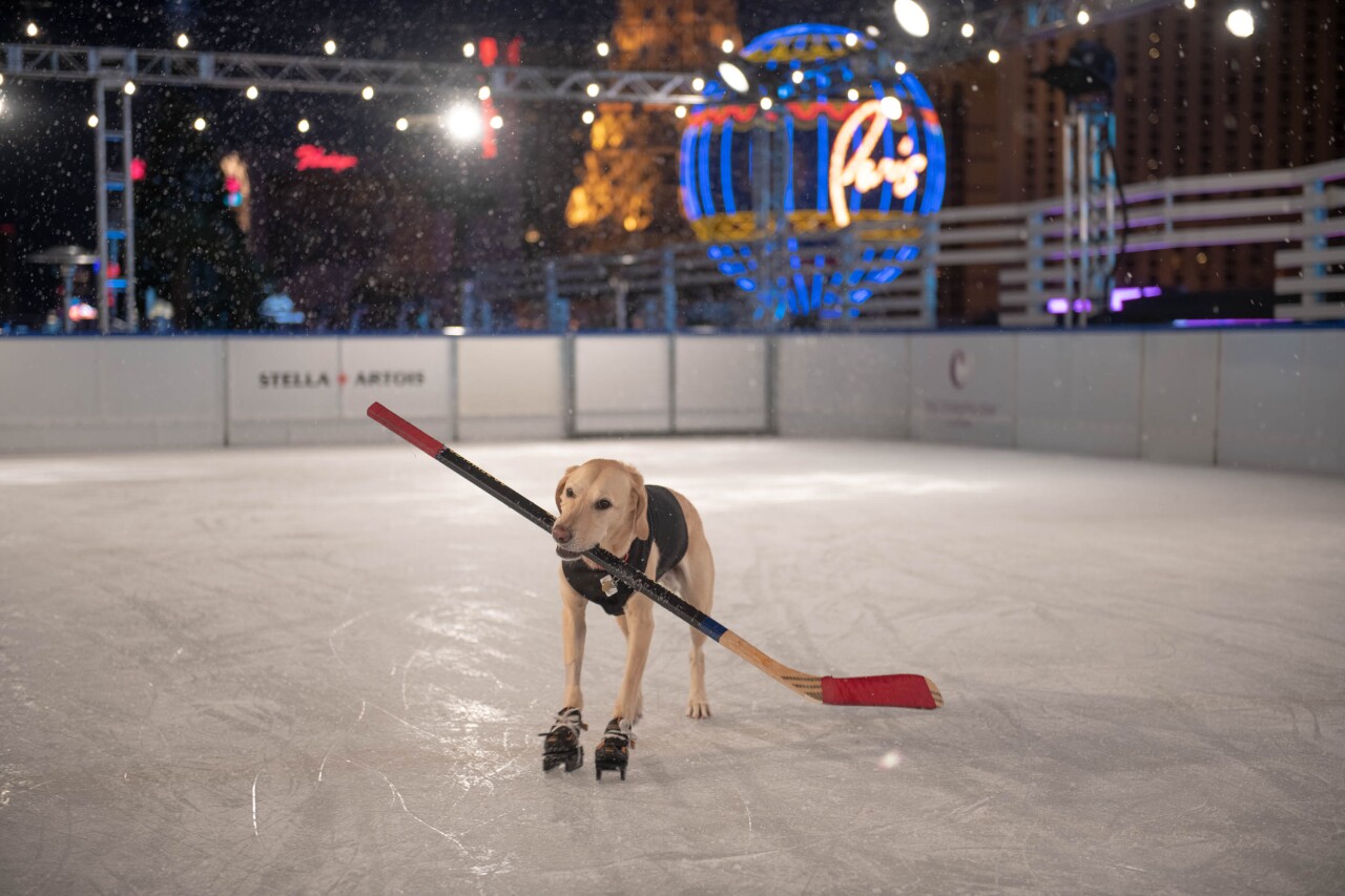 The Ice Rink - Benny The Ice Skating Dog (1).jpg