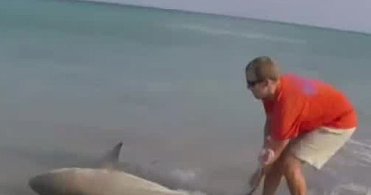 VIDEO Shark rescued on Jensen Beach