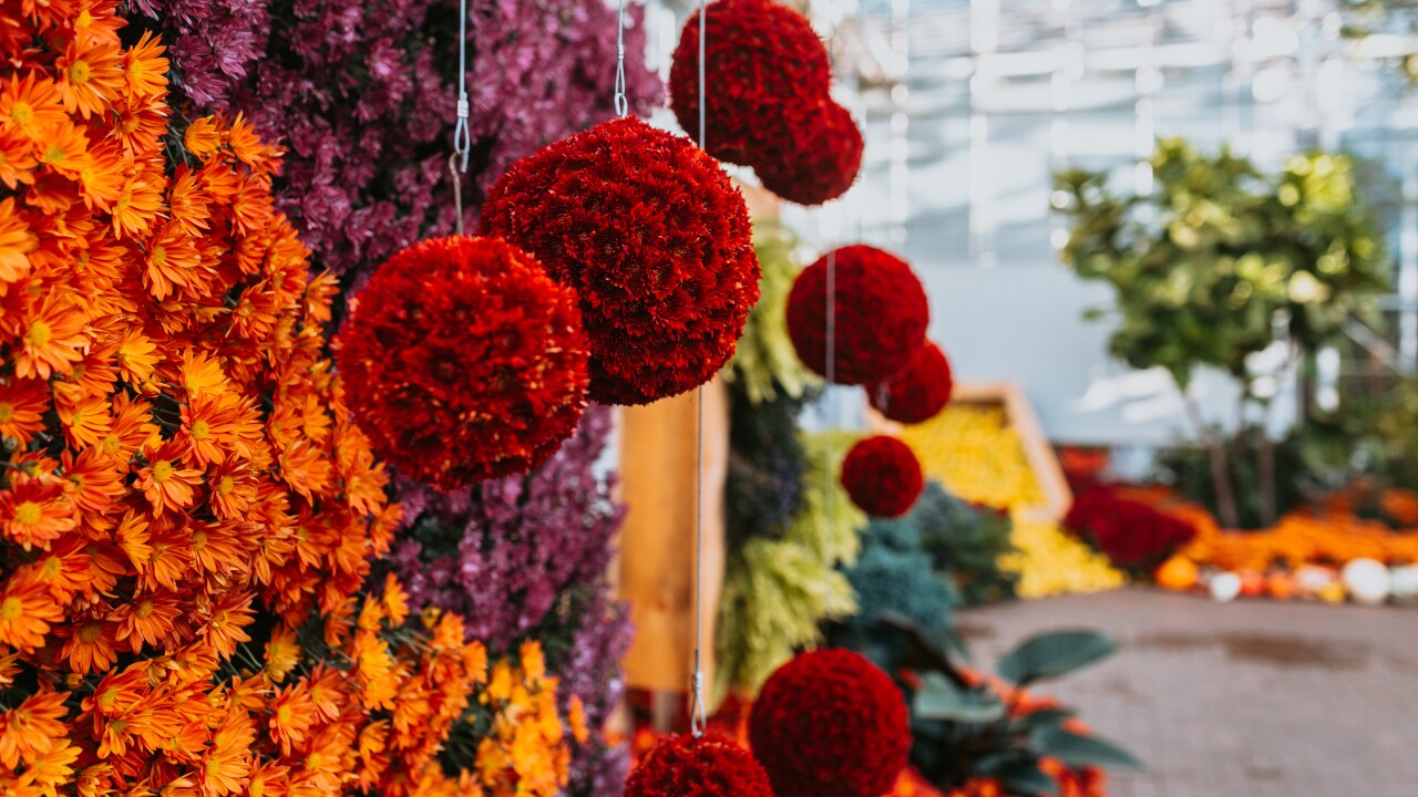19 Mums.jpg