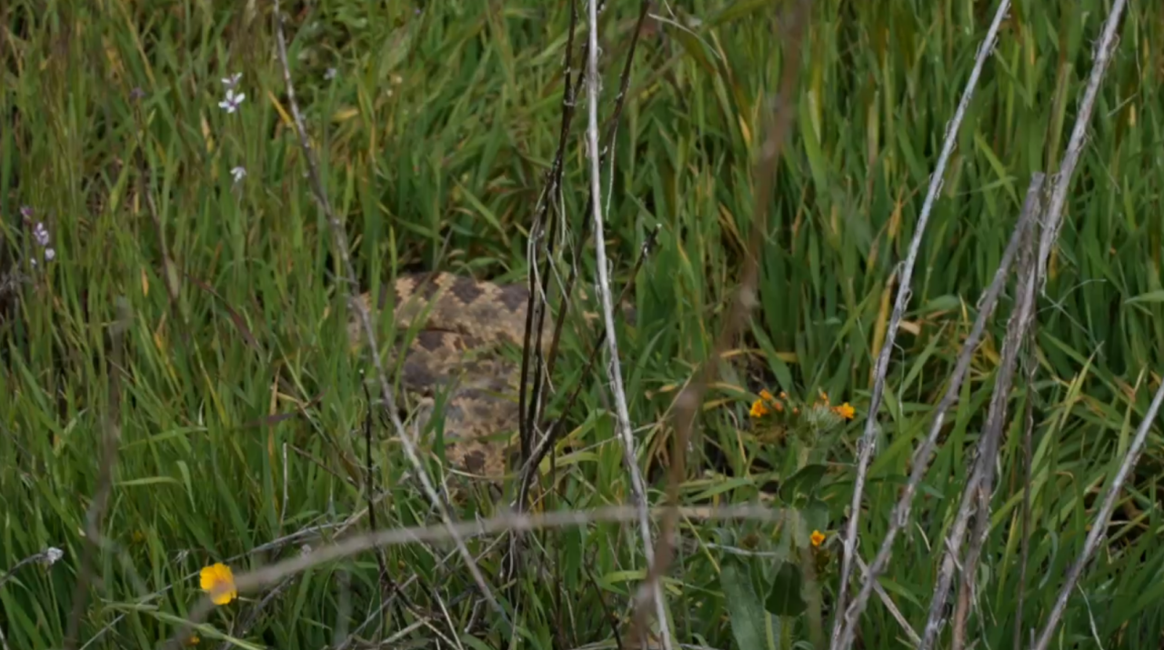 LOOK CLOSELY: A rattlesnake hiding in the grass at Carrizo Plain. Johanna Hurl says it's important not to walk off trail due to those dangers.