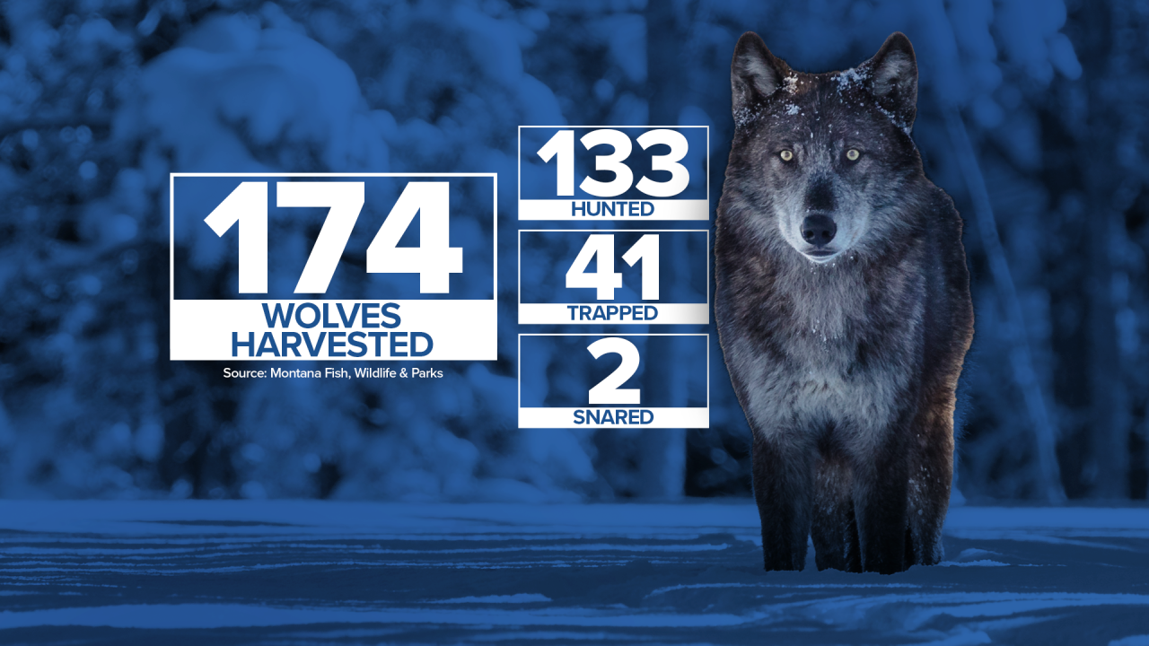 174 wolves harvested, 133 hunted, 41 trapped, 2 snared