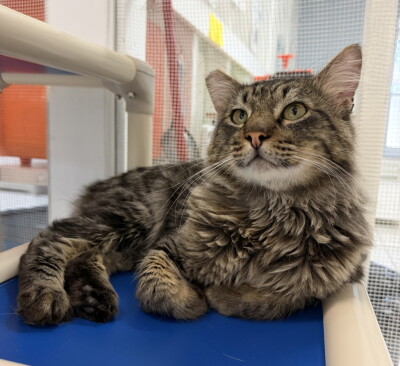 Pet of the Week: Rusty 