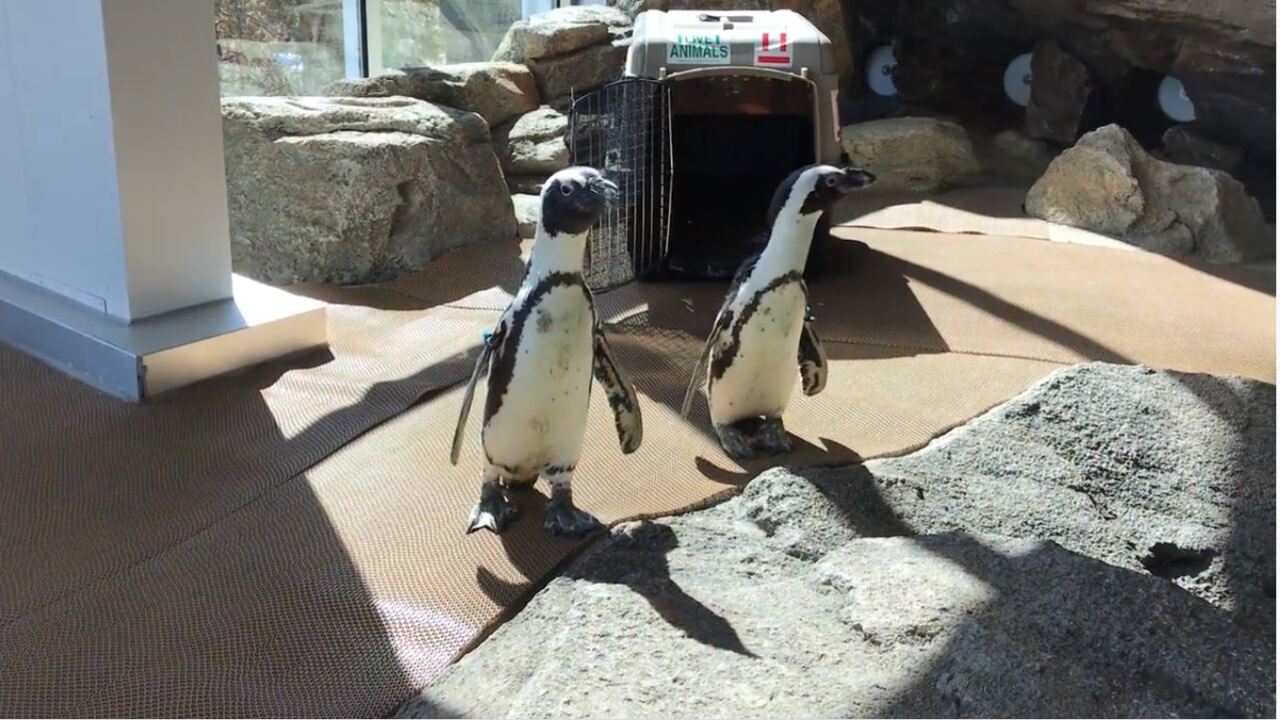 African penguins arrive at the Cheyenne Mountain Zoo