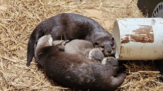 Asian otter pups