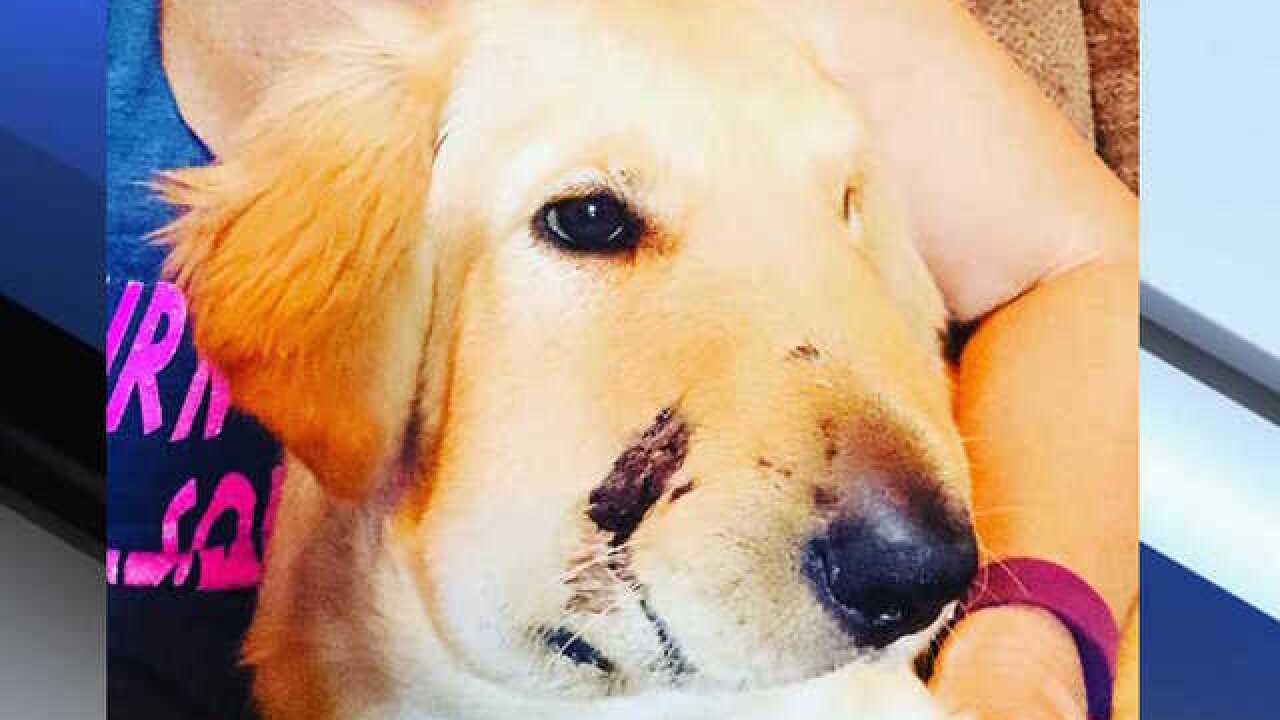 Dog saves owner from rattlesnake bite in Anthem