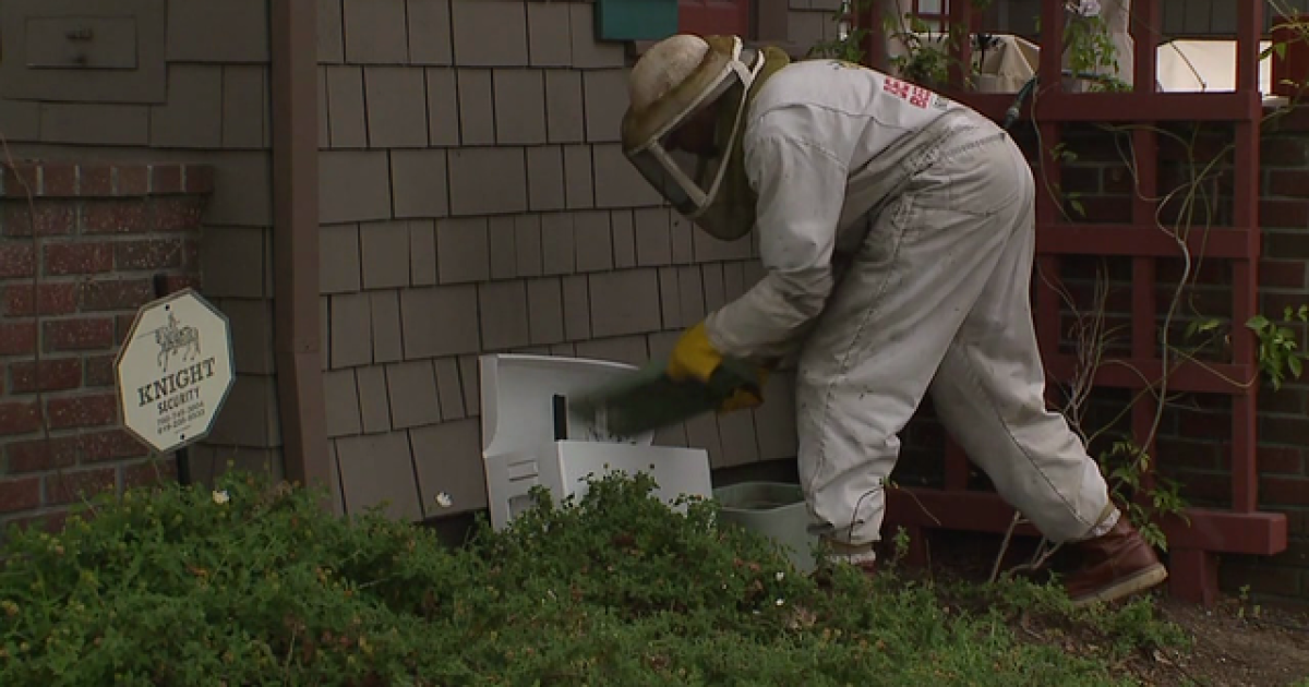 Pest control companies see a rise in bee hives