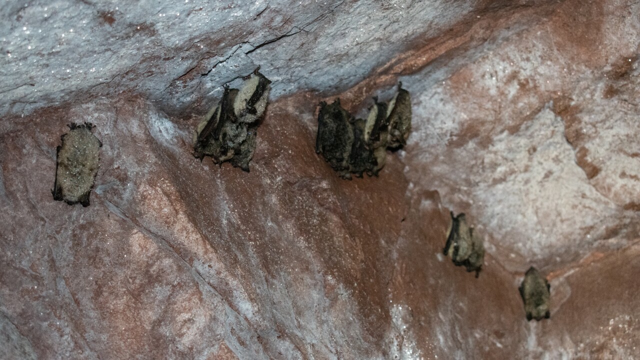 Little Brown Bats Michigan