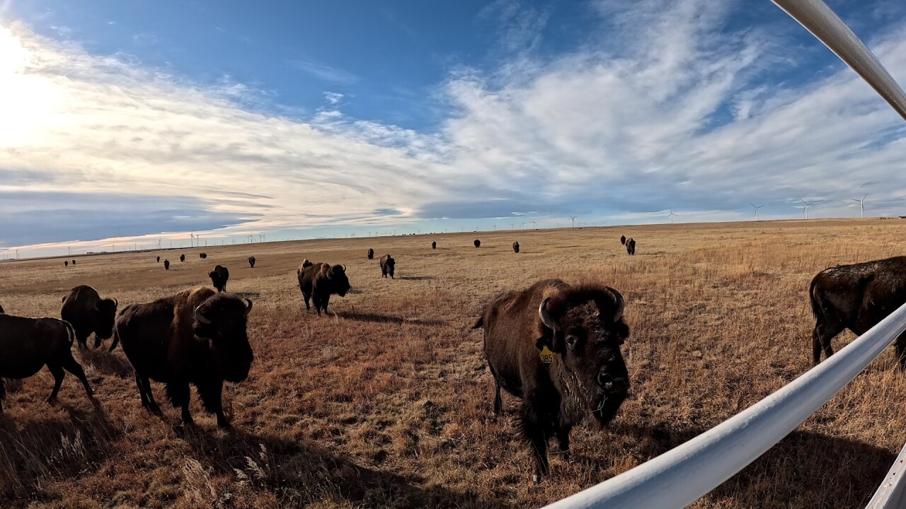 buffalo on the plains.jpg
