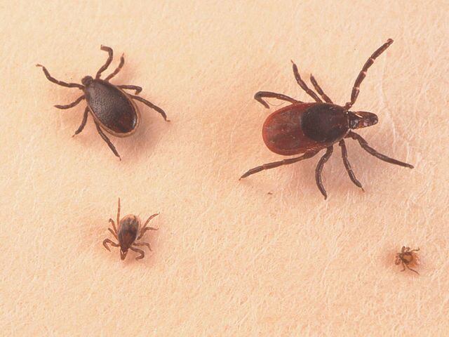 Ohio officials say tick-borne Lyme Disease still a threat