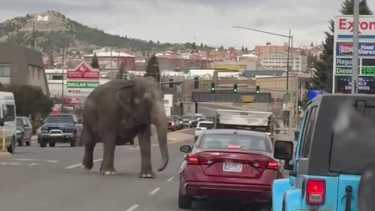 elephant on the loose in Butte