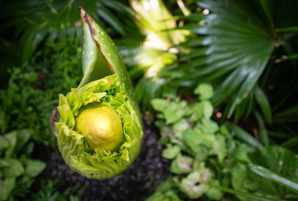 Corpse flower 2.jpeg