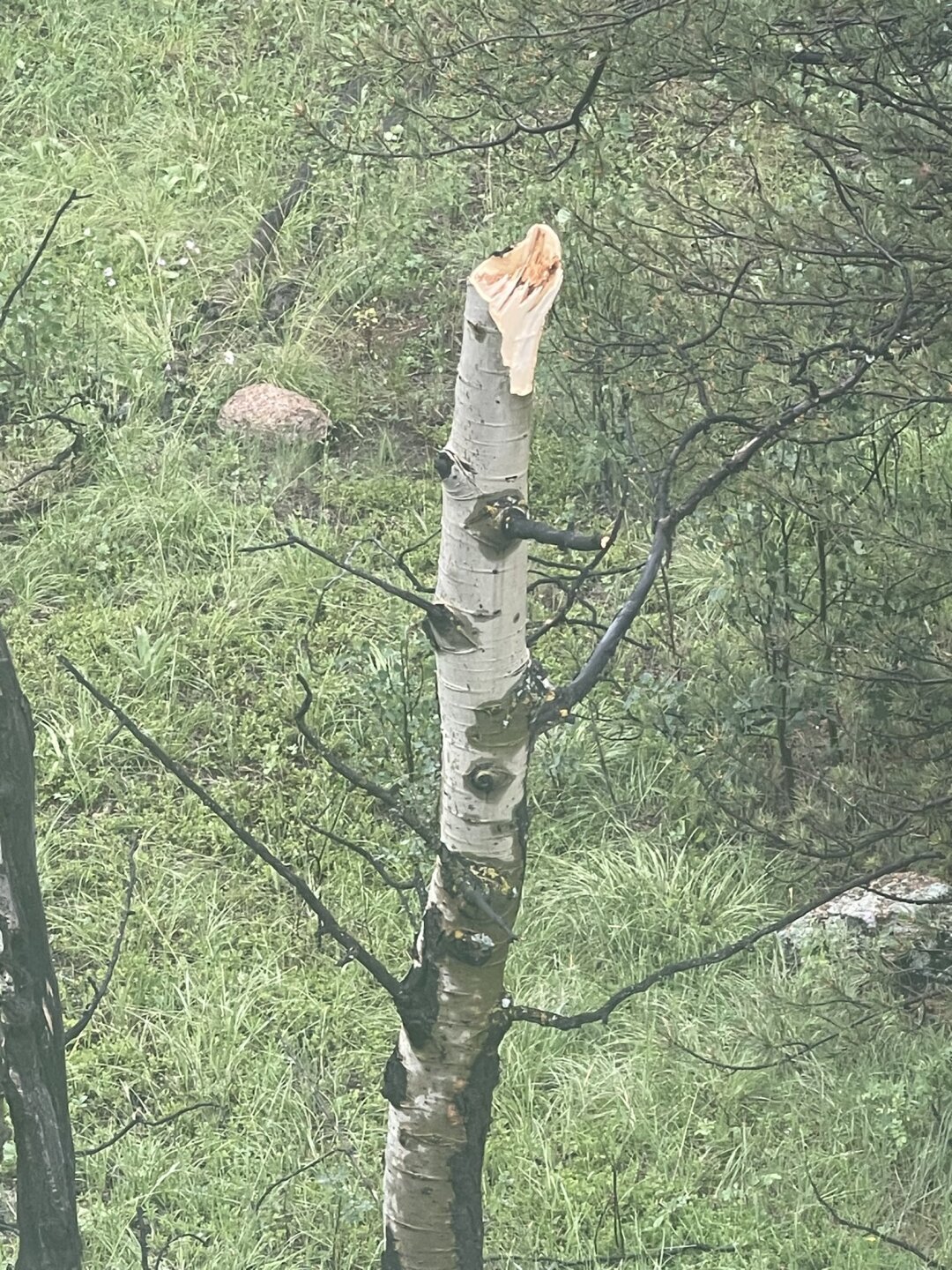 Pikes Peak tree damage Brad Carroll