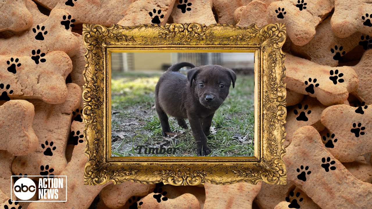 Rescues in Action: Timber