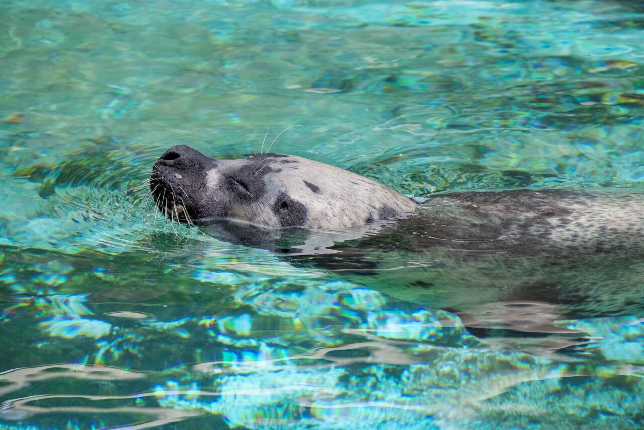 Ringo the Seal