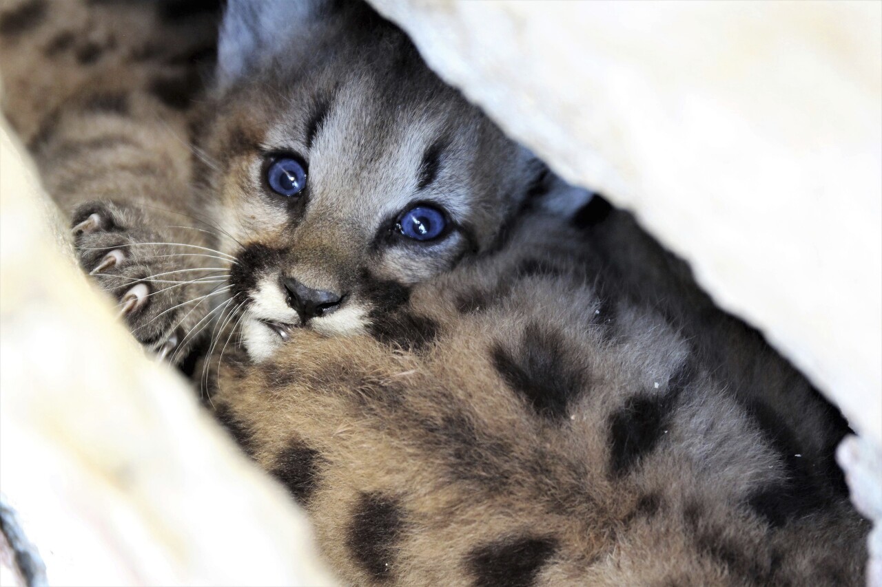 Mountain Lion Kittens