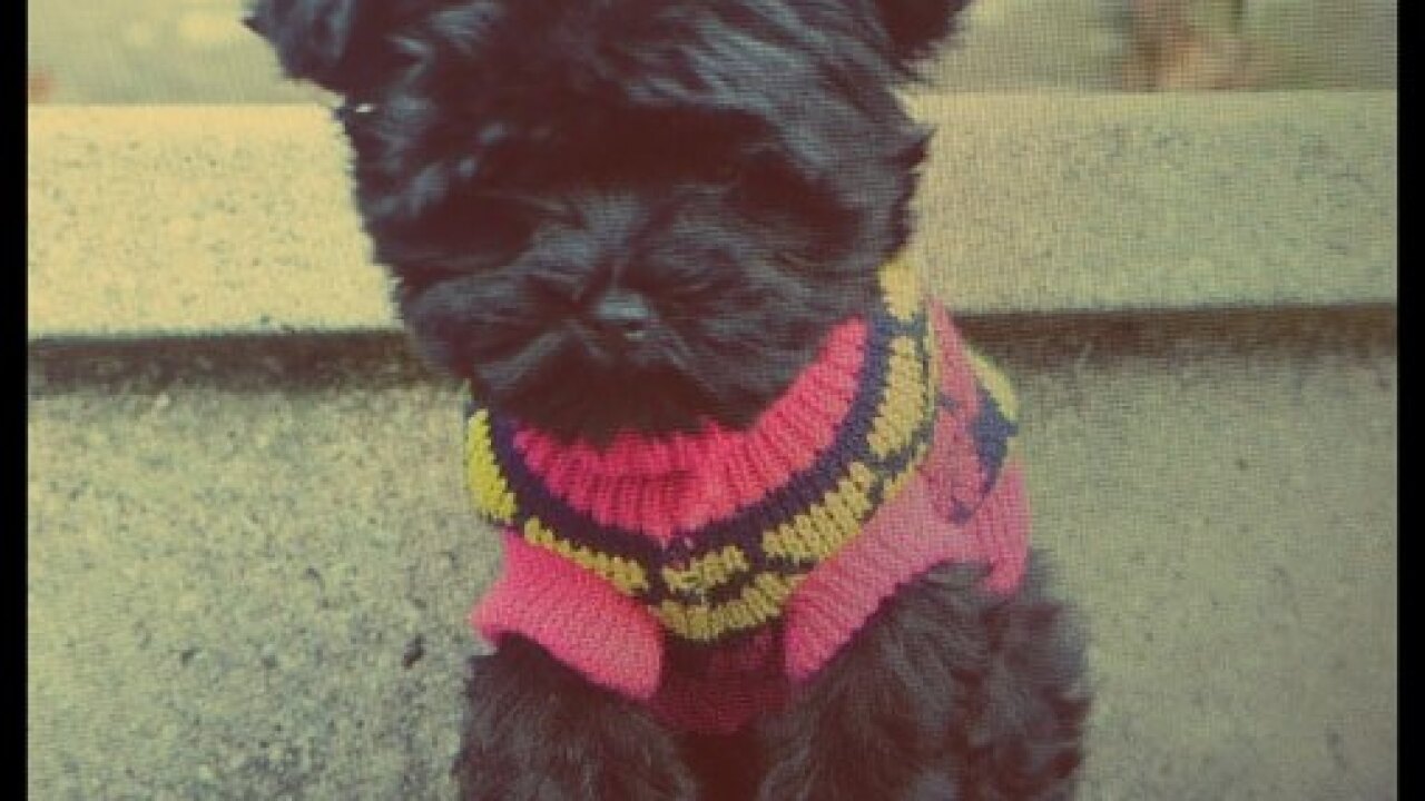 National Puppy Day: Your cute puppy photos