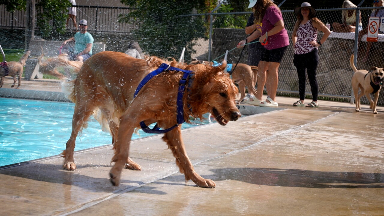 dog shaking water off.jpg