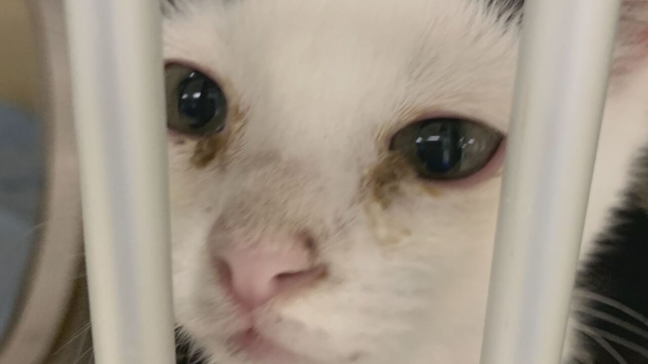 Cats seized from AWR
