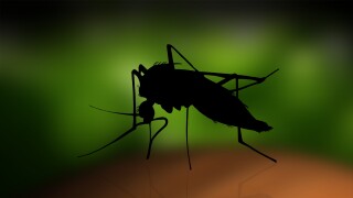mosquito west nile AP