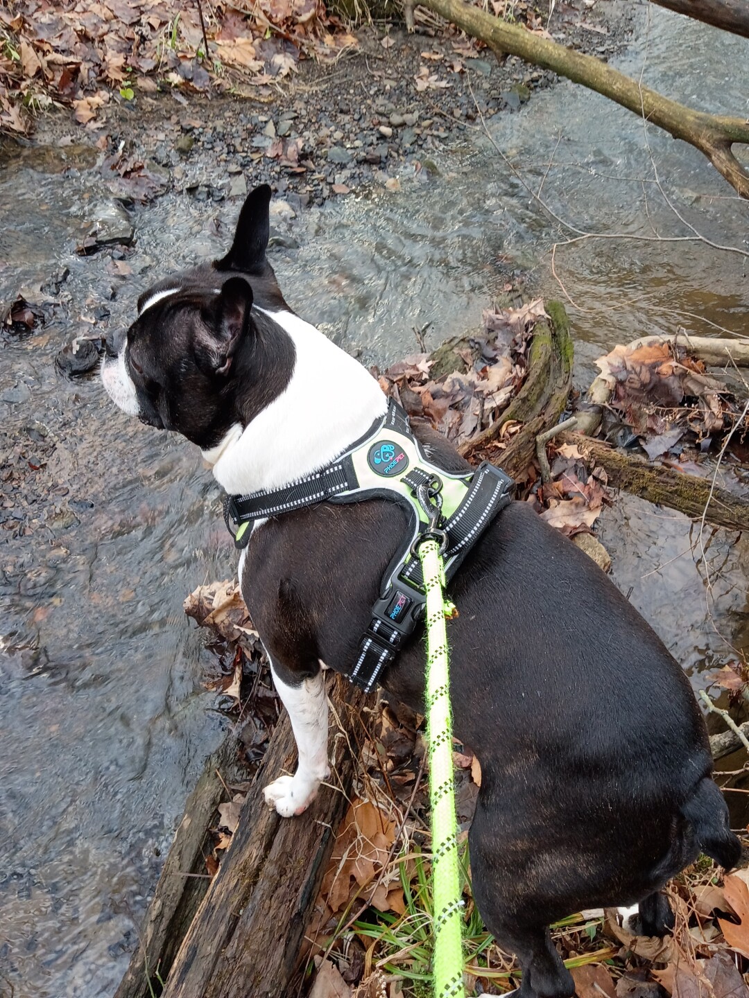 Dog walking forecast