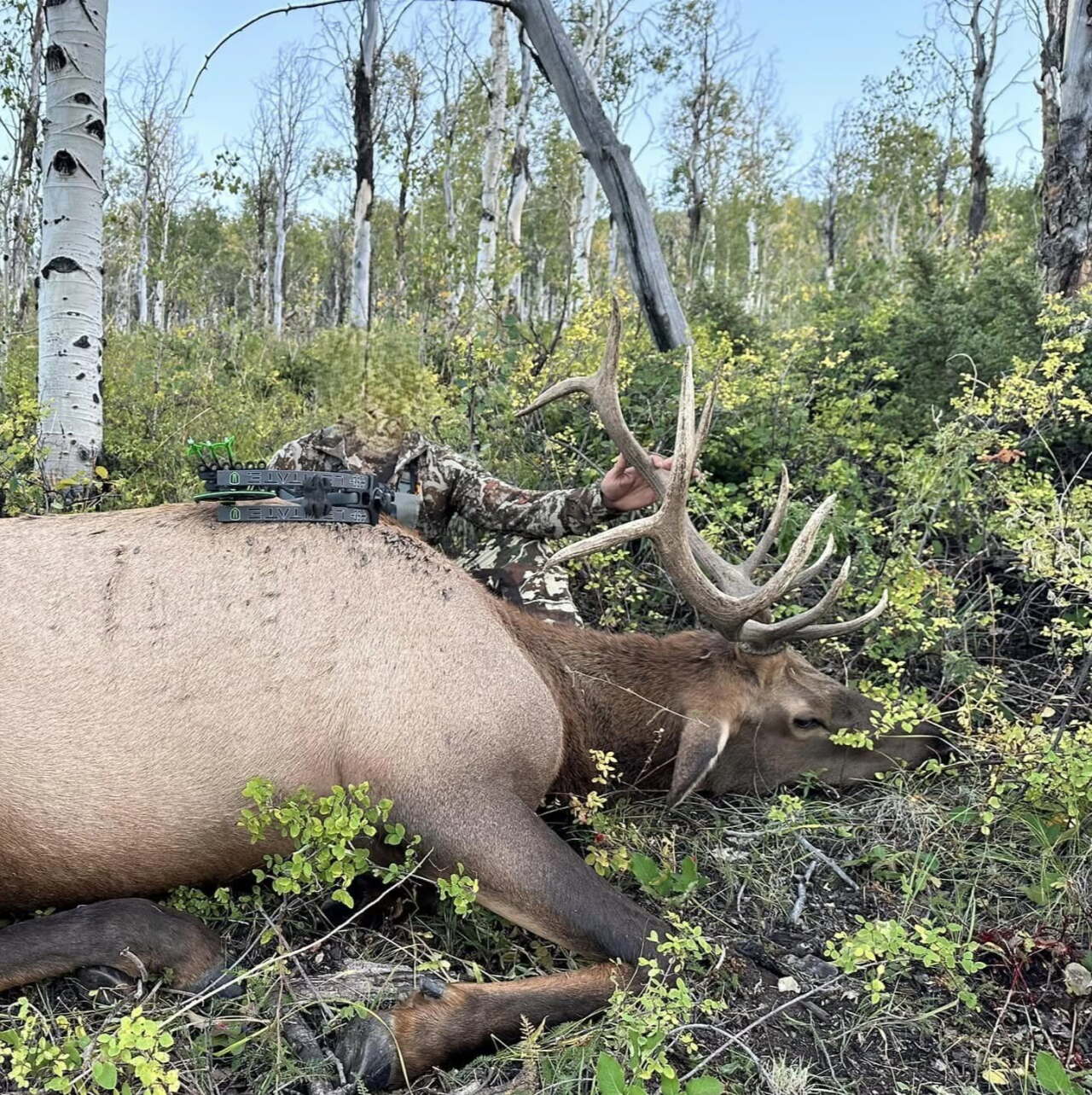 Bull Elk Poachers