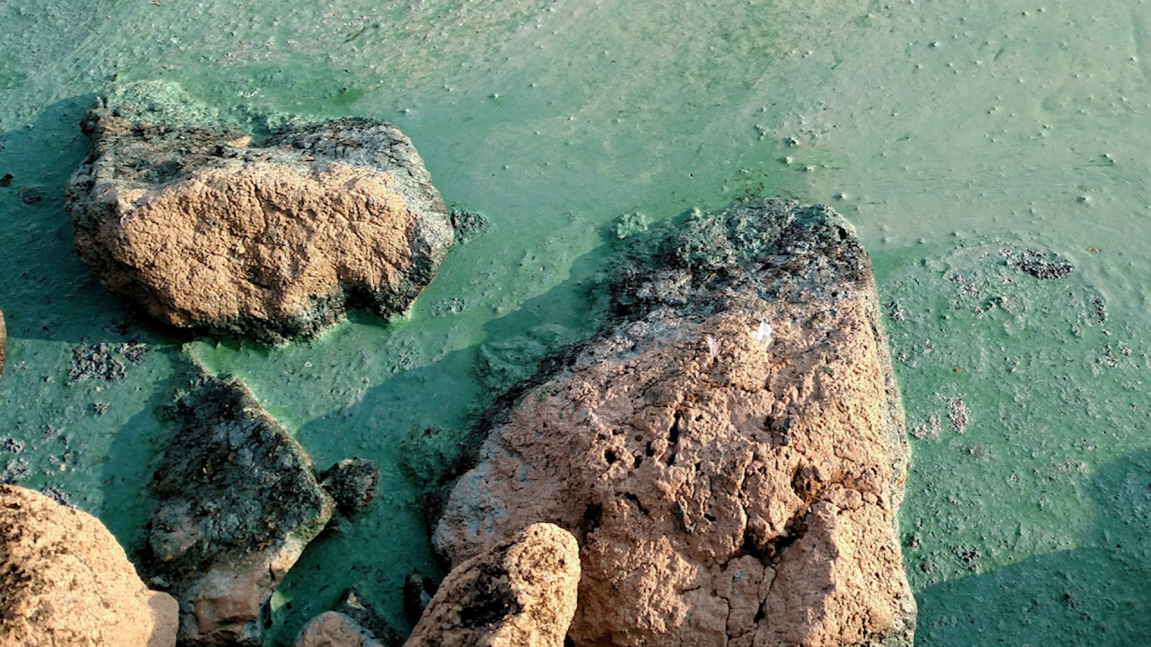 Blue-Green Algae