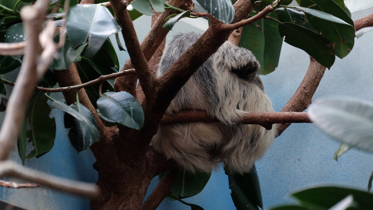GALLERY: Denver Zoo announces sloth pregnancy