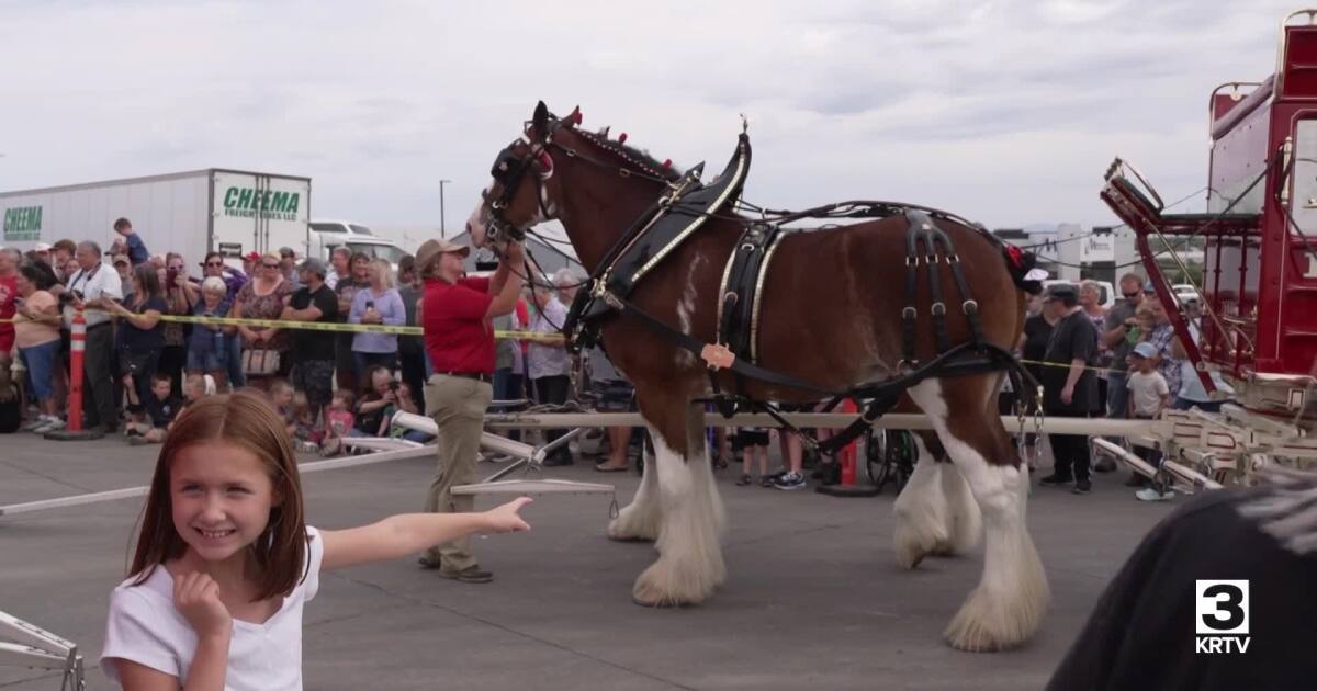 Budweiser Clydesdales are visiting Great Falls and Fairfield