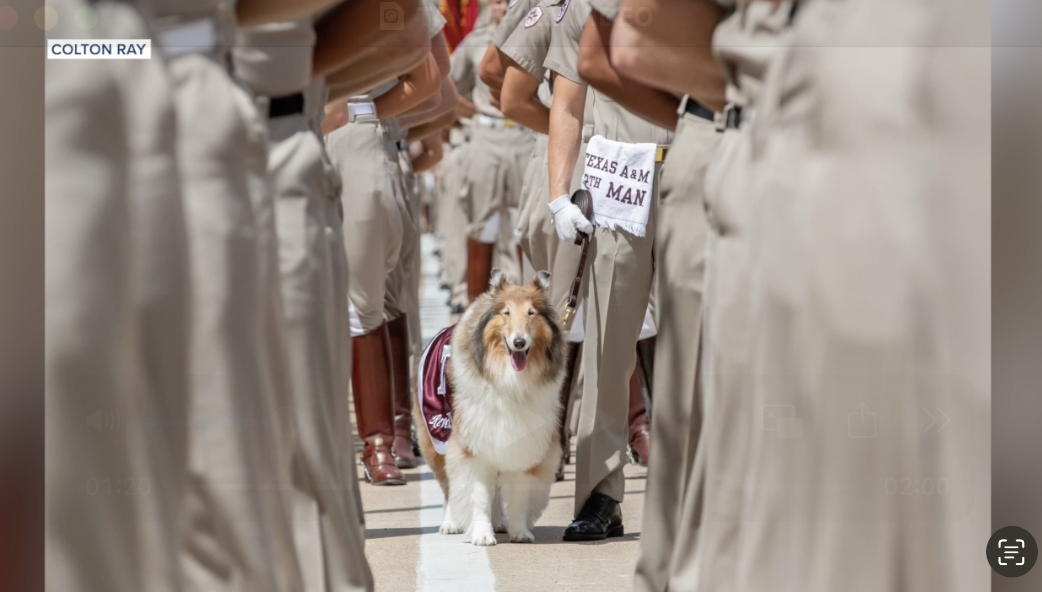Texas A&M mourns Reveille IX, beloved 'First Lady of Aggieland'