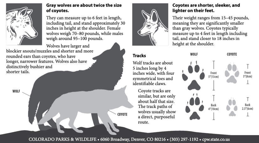 Wolf vs coyote paw prints and size