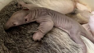 New zoo baby