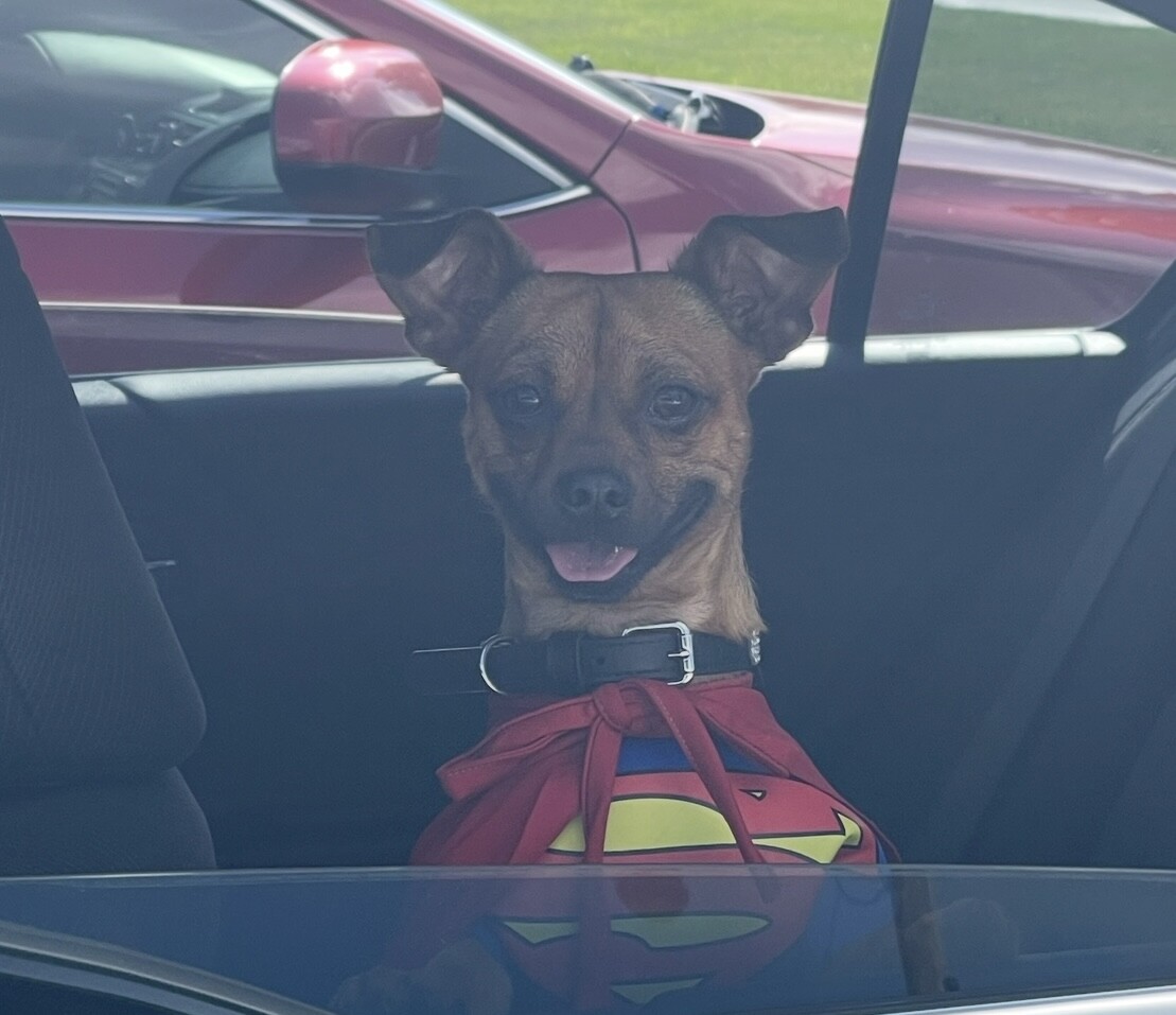 Dog Walking Forecast