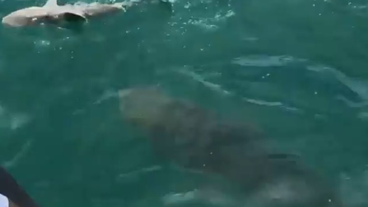 Watch: Goliath grouper eats fisherman's shark