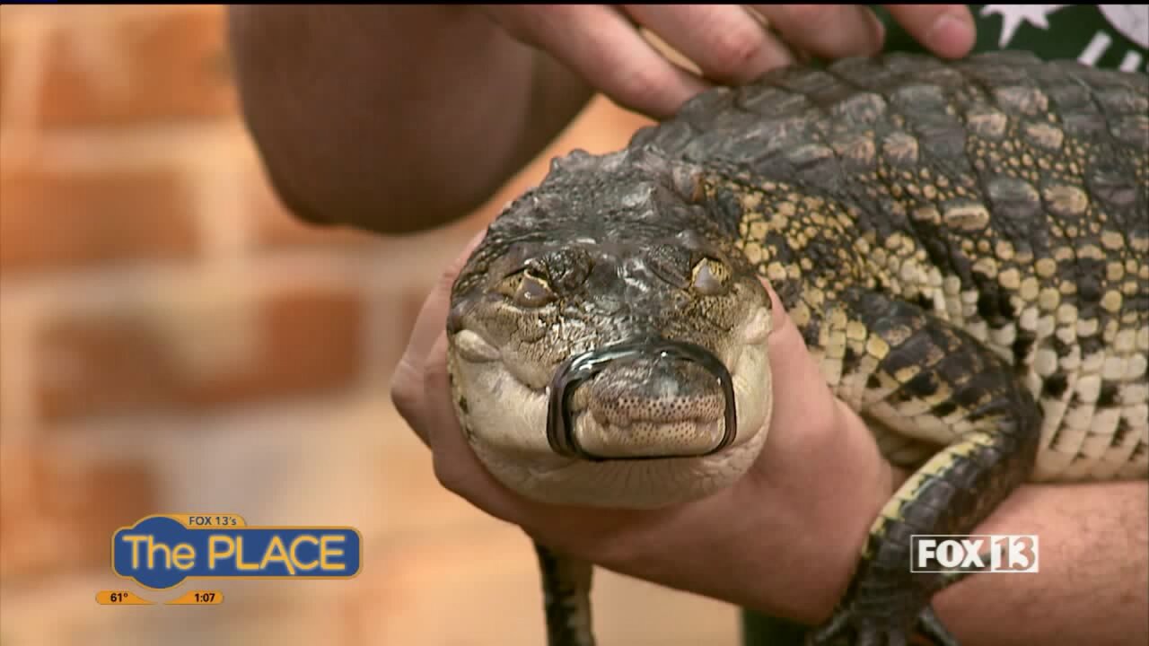 Fun with creepy and crawly creatures from Scales & Tails!