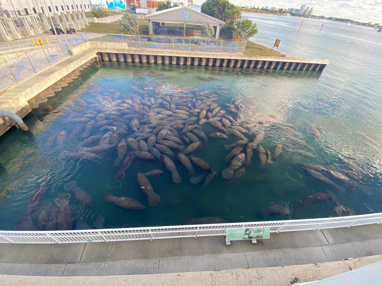 Manatee Huddle at FPL Riviera Beach