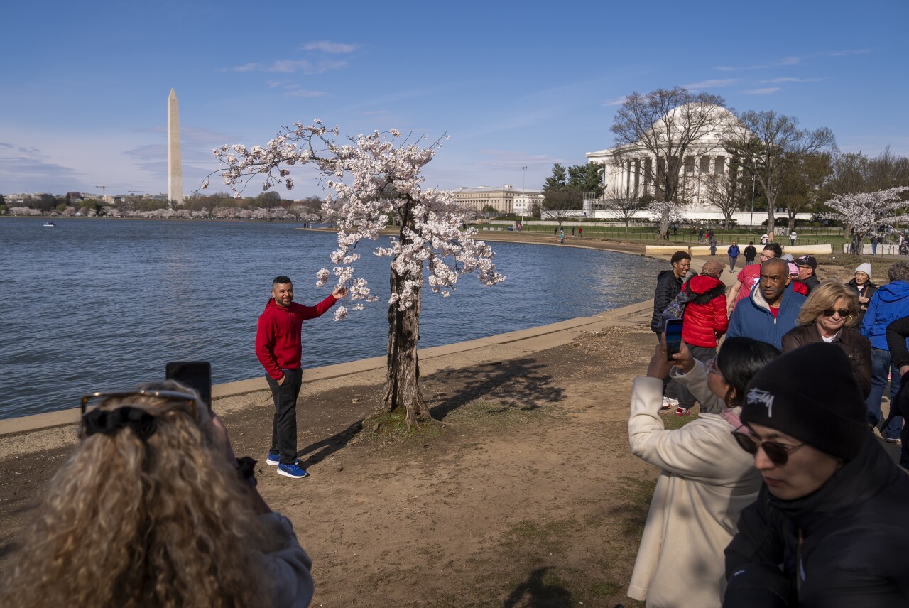 Cherry Blossoms Washington