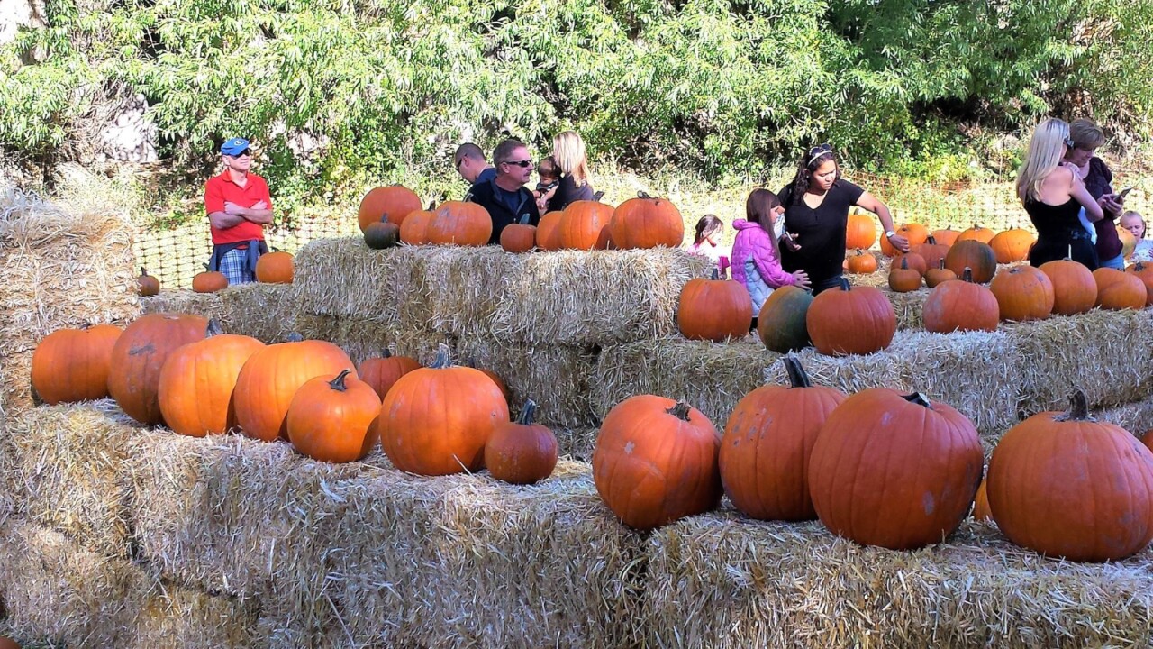 Miners' Pumpkin Patch & Harvest Festival