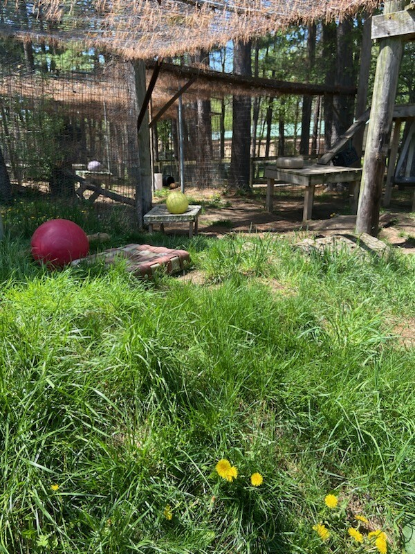 Bane's new habitat at Black Pine Animal Sanctuary