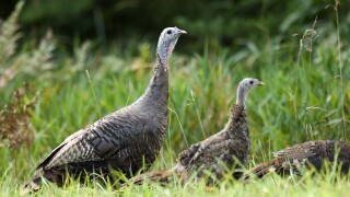 Wild turkey sighting Michigan