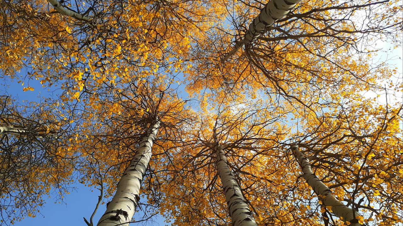 Fall
