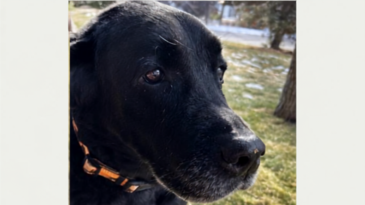 'Hank' courtesy of Steve and Missy Langlas